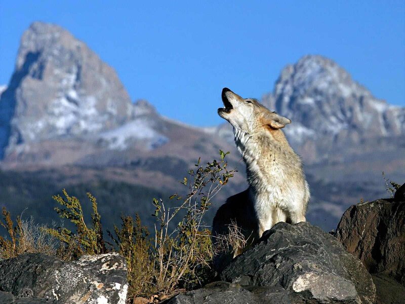 Wolf Howling on Rock — Blue