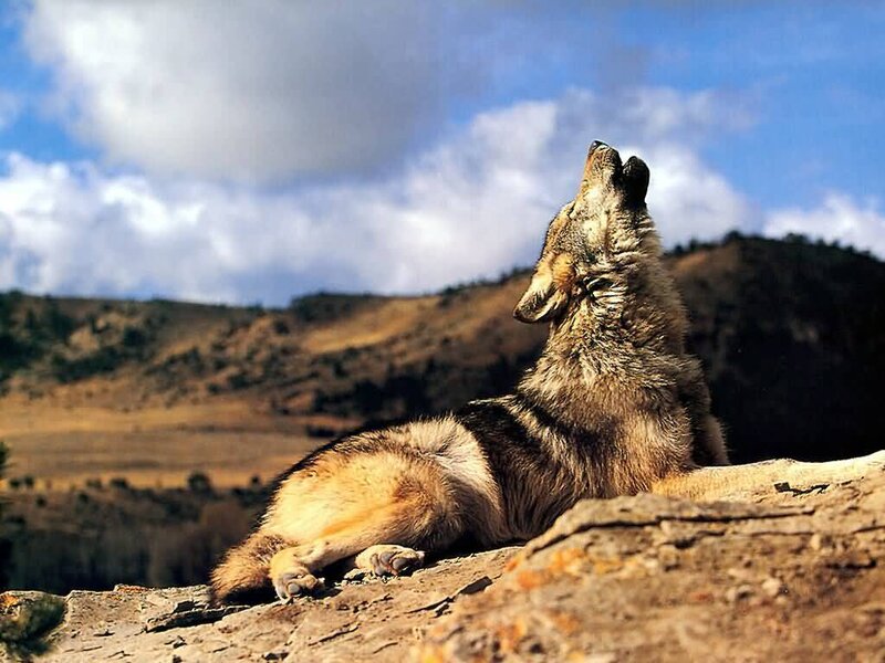 Wolf Howling on Rock — Brown, Dramatic