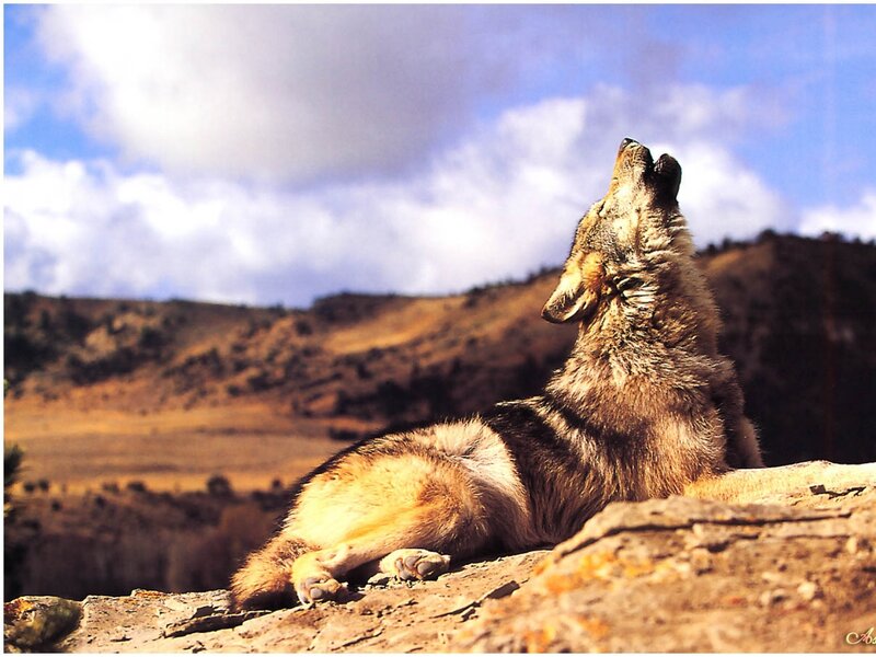 Wolf Howling on Rock — Brown