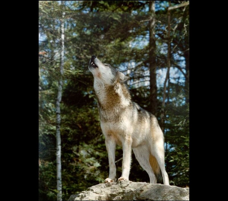 Wolf Howling on Rock — Gray, Natural
