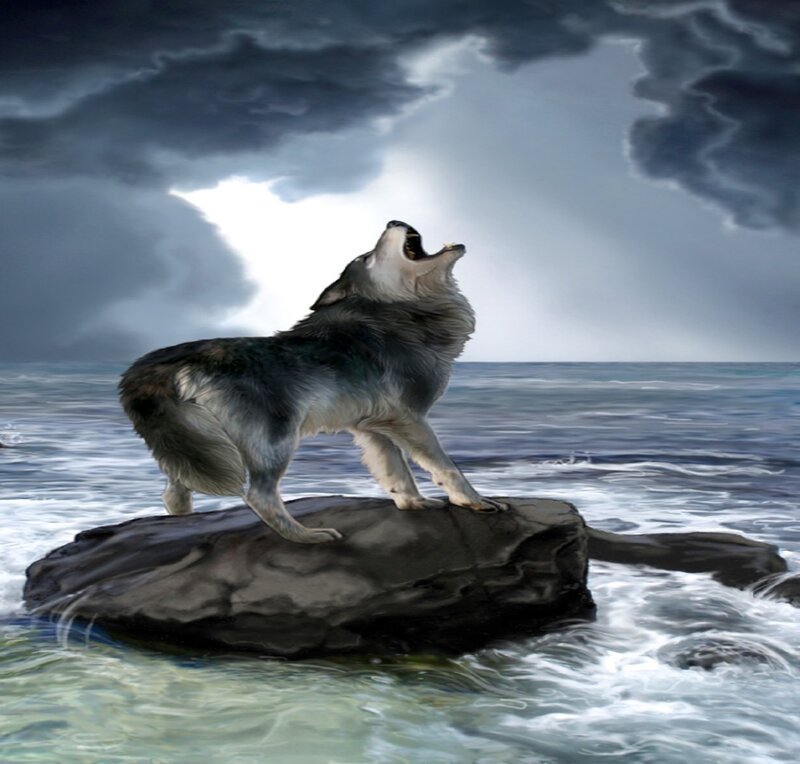 Wolf Howling on Rock — Gray