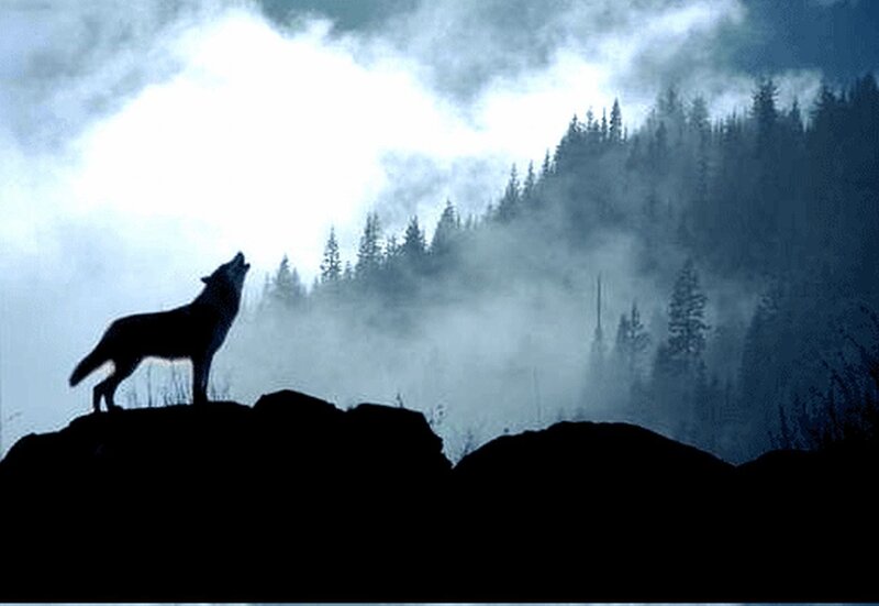 Wolf Howling on Rock