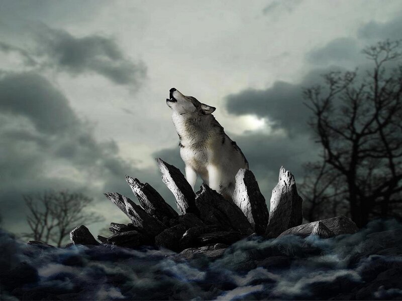 Wolf Howling on Rocks
