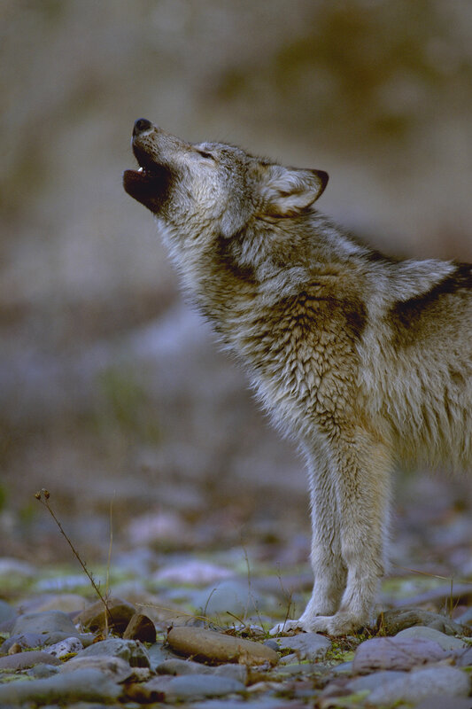 wolf howling on rocky ground