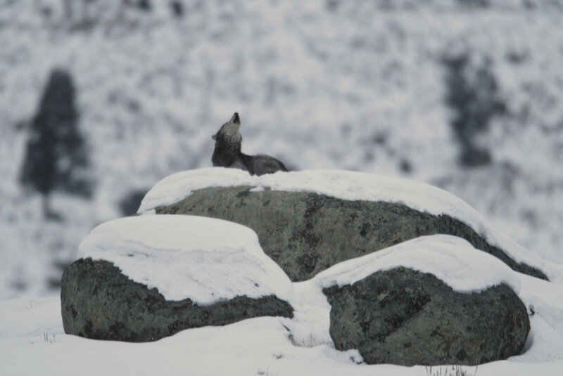 wolf howling on snowy rock