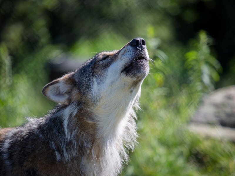 Wolf Howling Outdoors