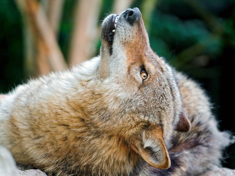 Wolf Howling