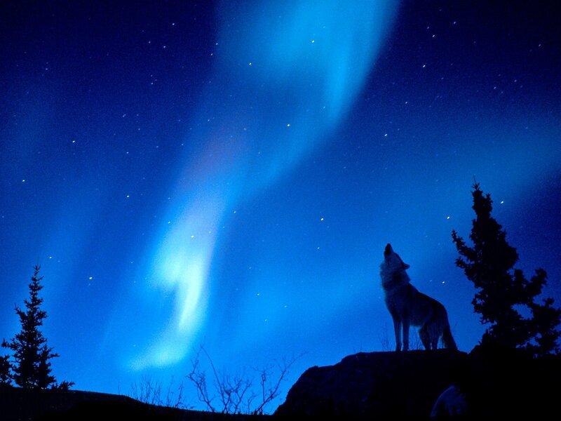 Wolf howling under aurora