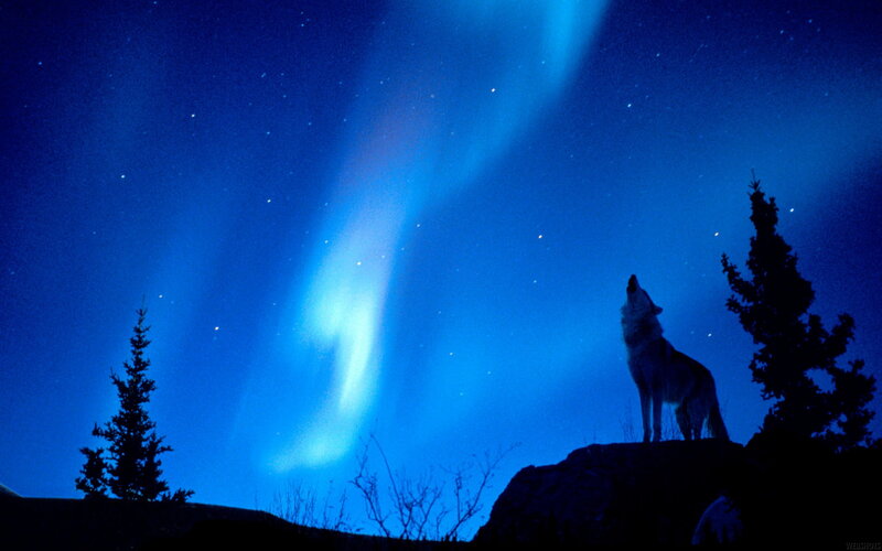 Wolf howling under aurora