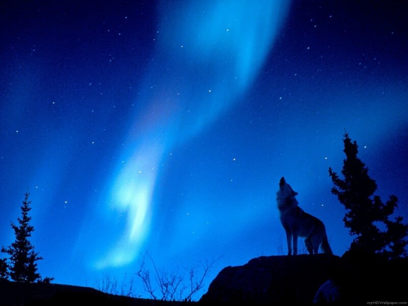 wolf howling under aurora