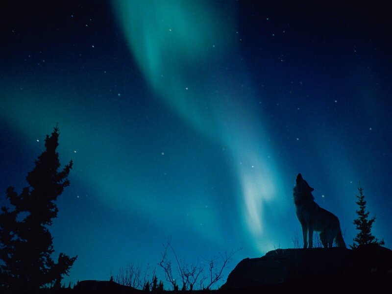Wolf howling under aurora