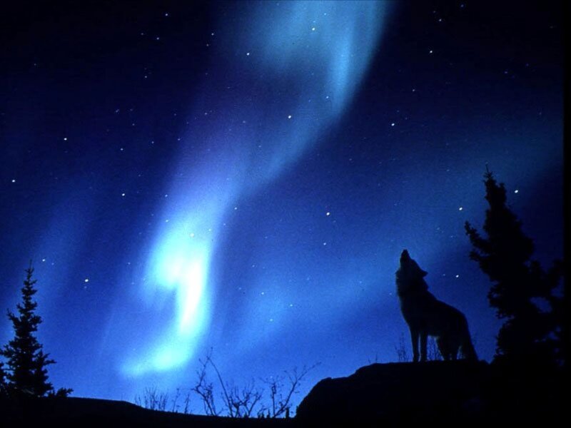 Wolf howling under aurora