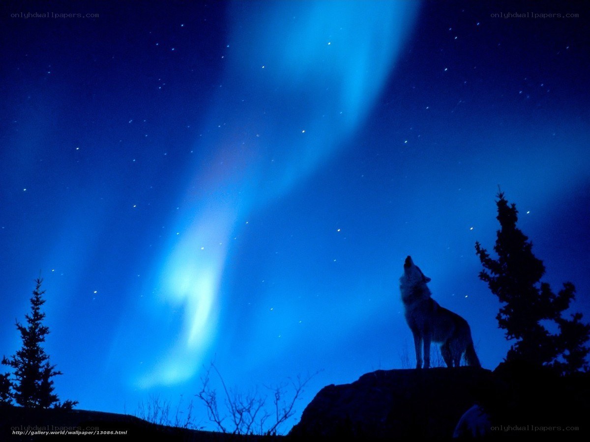 Wolf howling under aurora