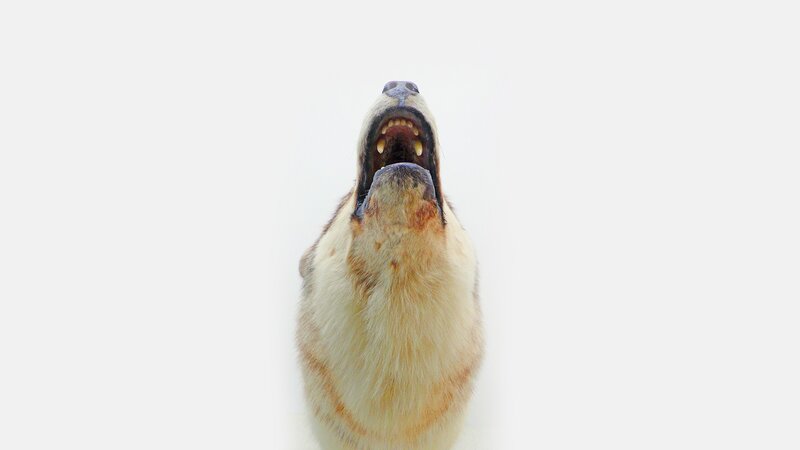 wolf howling upwards