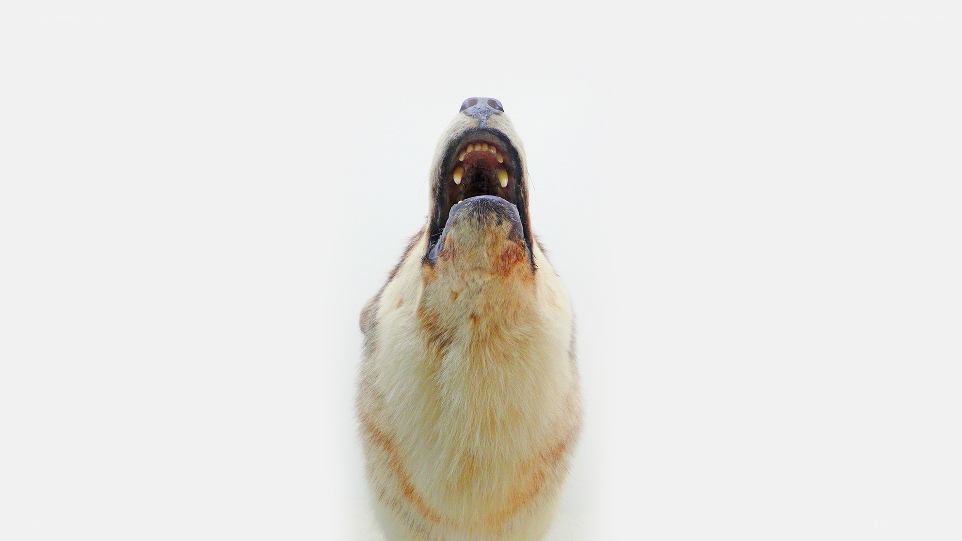 wolf howling upwards