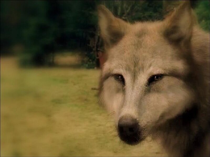 Wolf in a Field — Brown