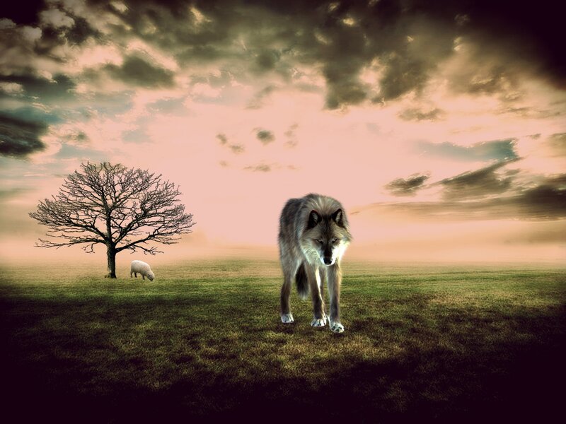 Wolf in a Field — Green, Dramatic, Sunset