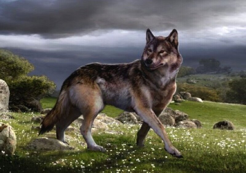 Wolf in a Field — Green, Dramatic