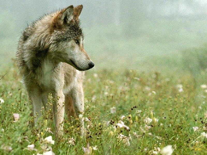Wolf in a Field — Green, Serene