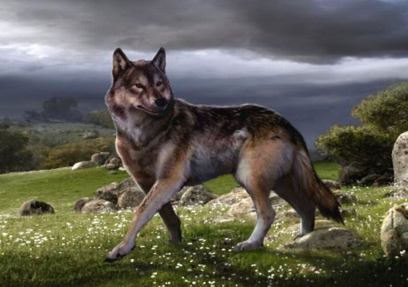 Wolf in a Field — Green