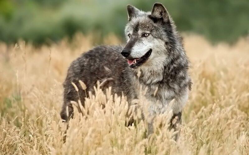 wolf in a field of grass