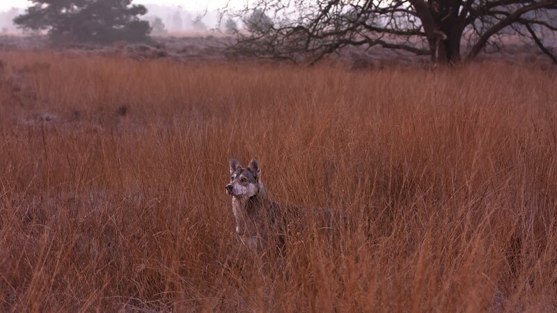 wolf in a field of tall grass