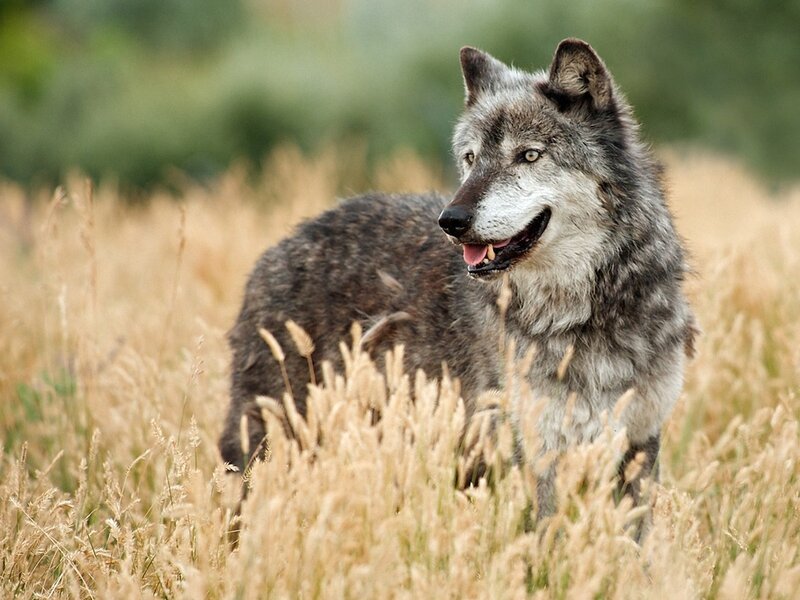 wolf in a field of tall grass