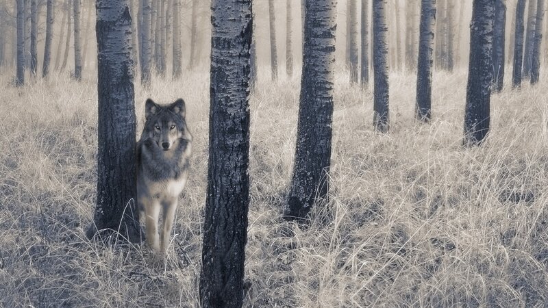 wolf in a forest