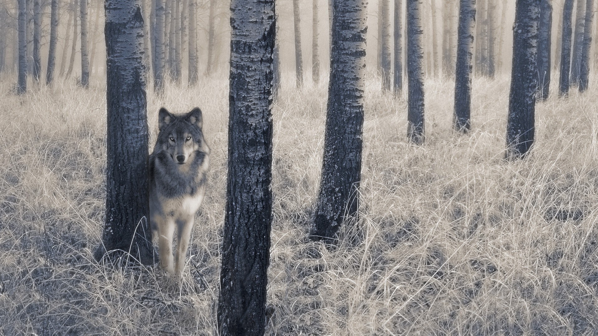 wolf in a forest