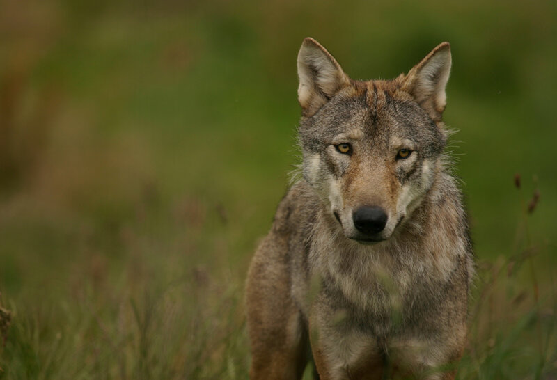 wolf in a grassy field