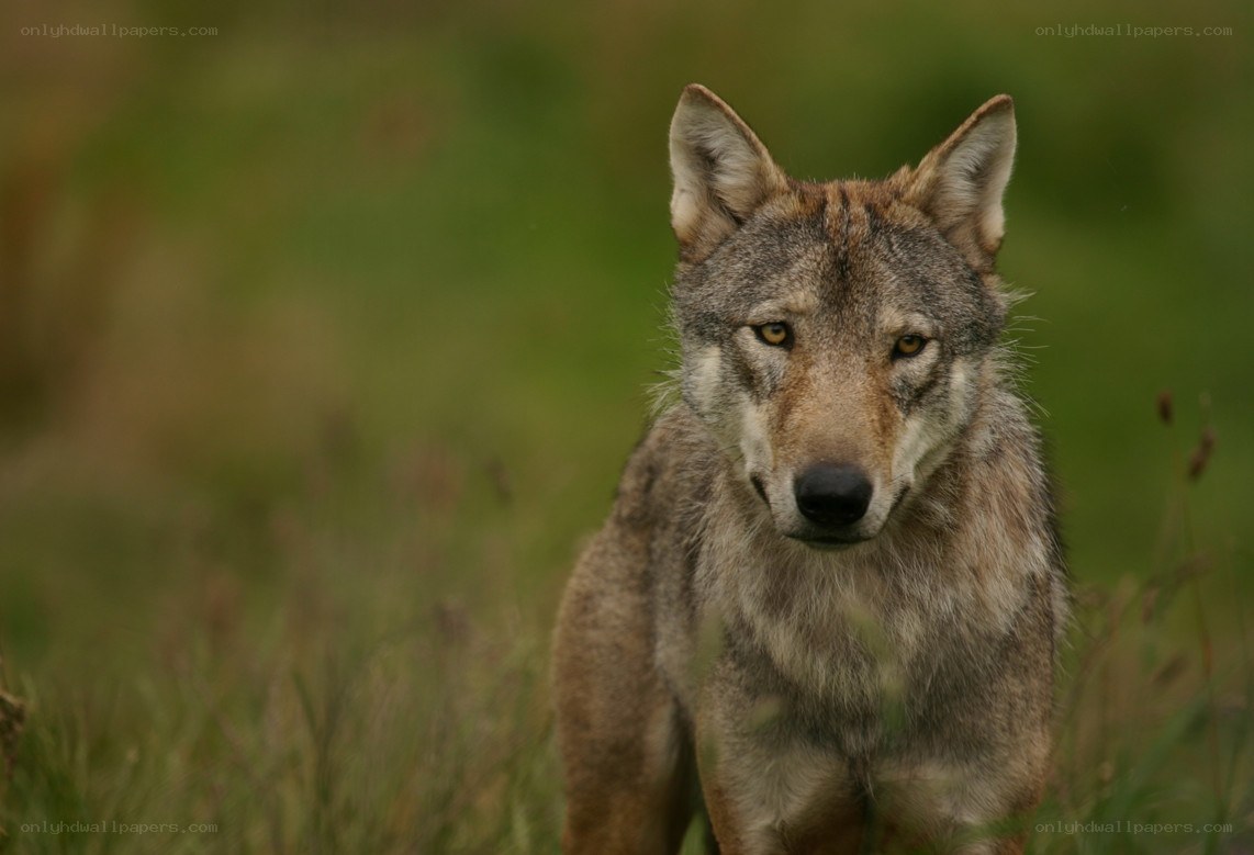 wolf in a grassy field