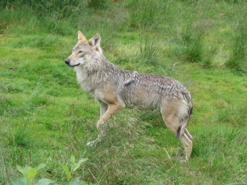 wolf in a grassy field
