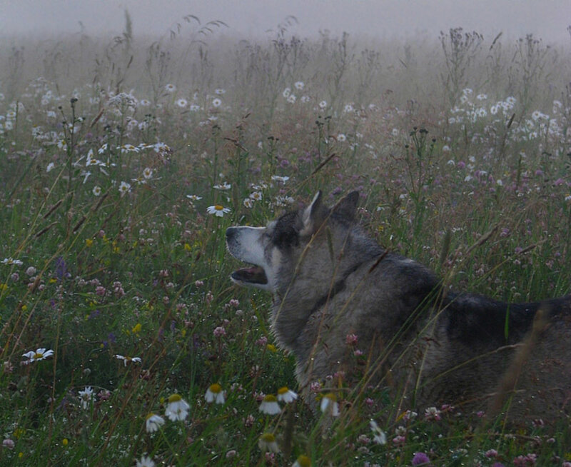 Wolf in a Meadow