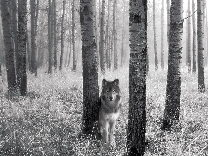 Wolf in a misty forest