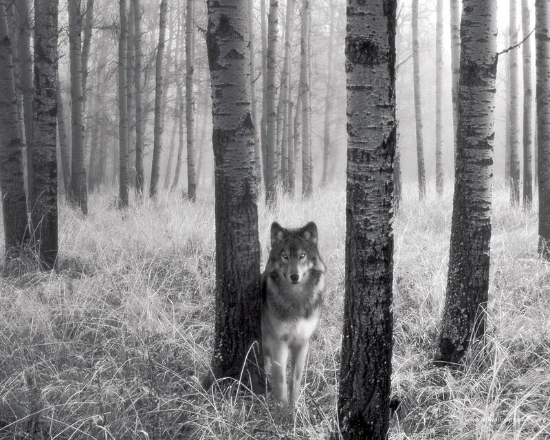 wolf in a misty forest
