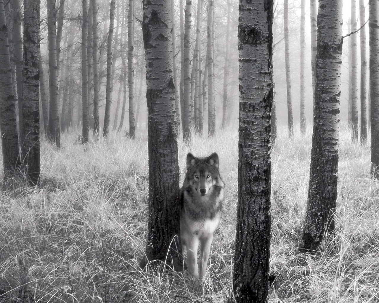 wolf in a misty forest