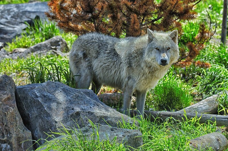wolf in a natural setting
