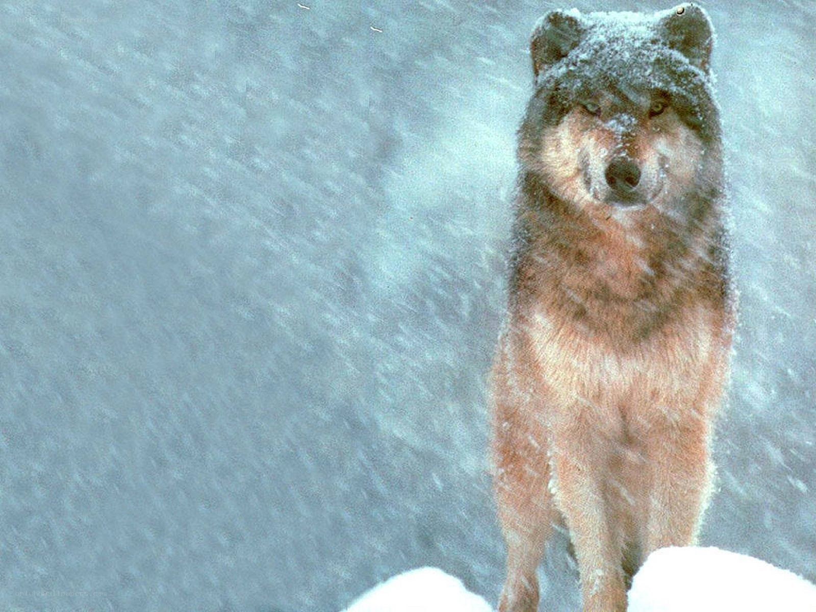 wolf in a snowstorm