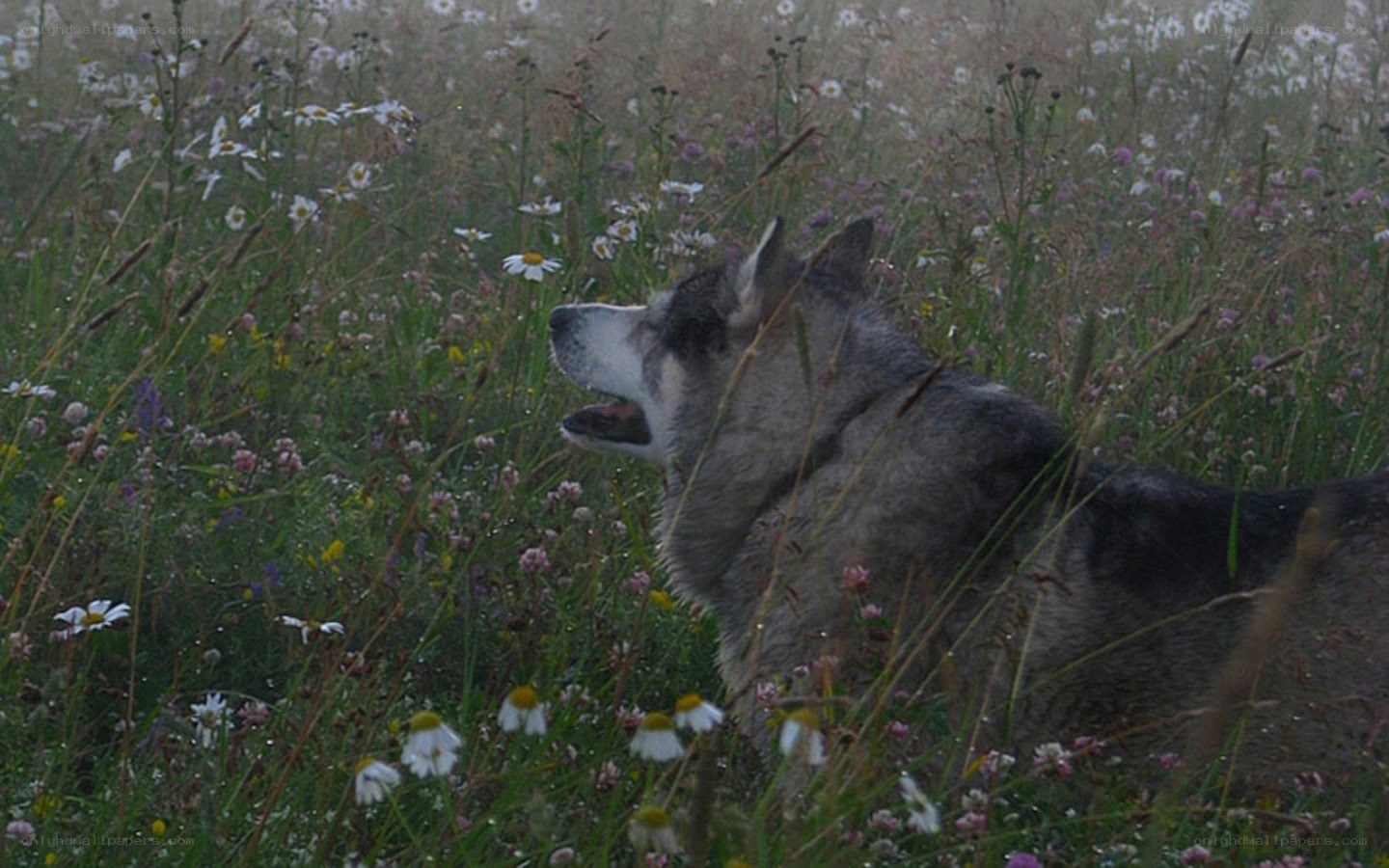 wolf in a wildflower field