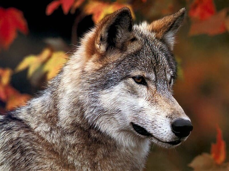 Wolf in Autumn — Brown