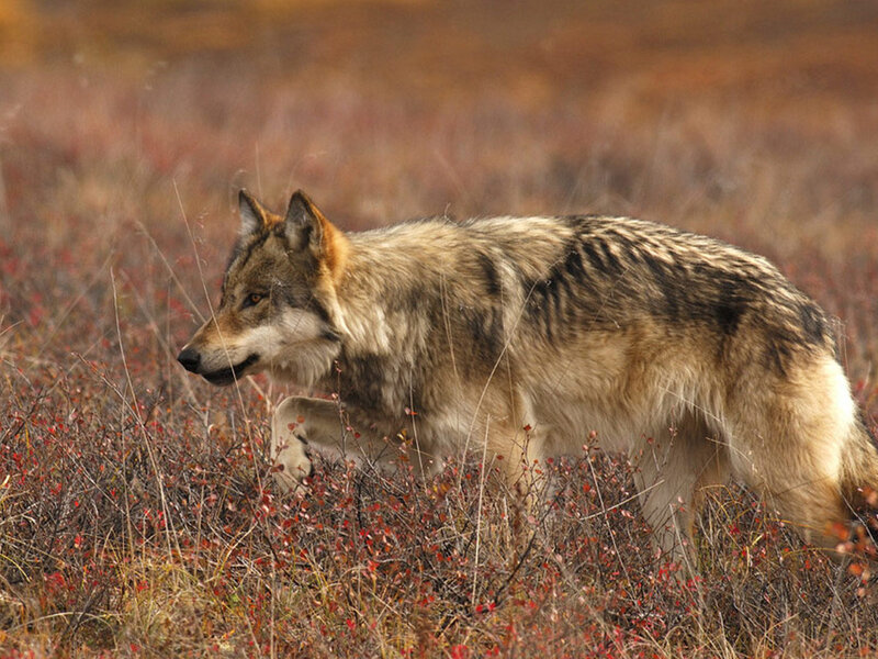 Wolf in Autumn Field — Brown