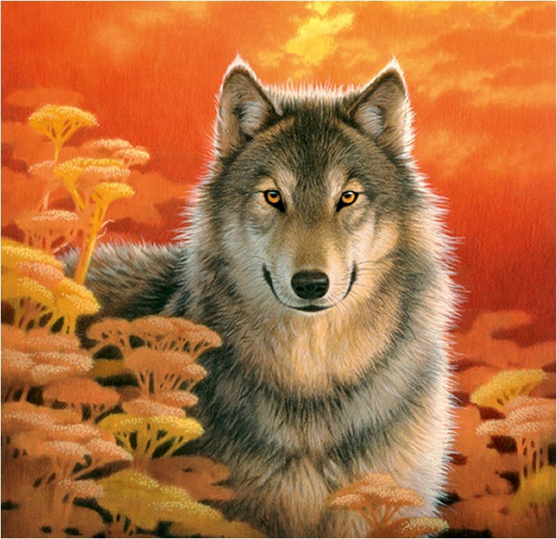 Wolf in Autumn Field