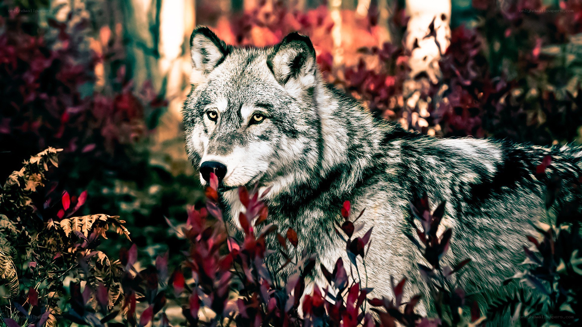 wolf in autumn foliage