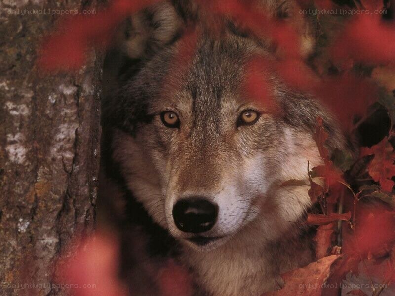 wolf in autumn foliage