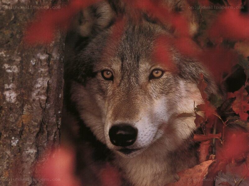 wolf in autumn foliage