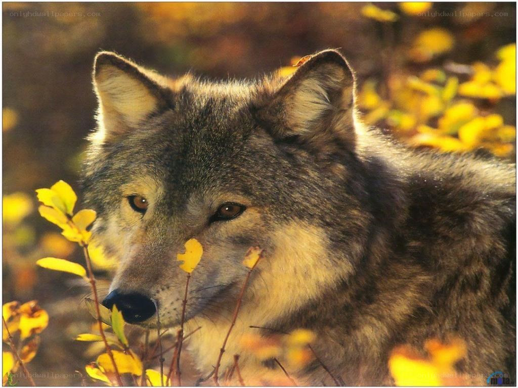 wolf in autumn foliage