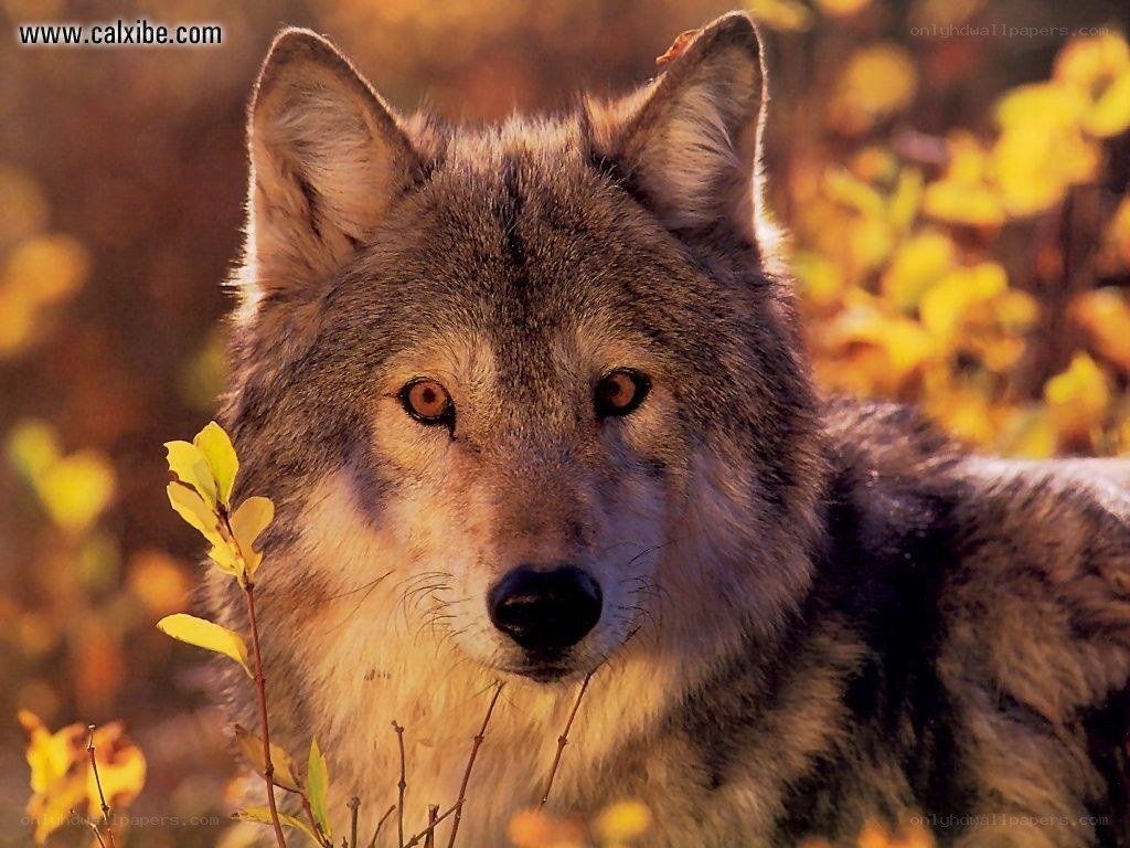 wolf in autumn foliage