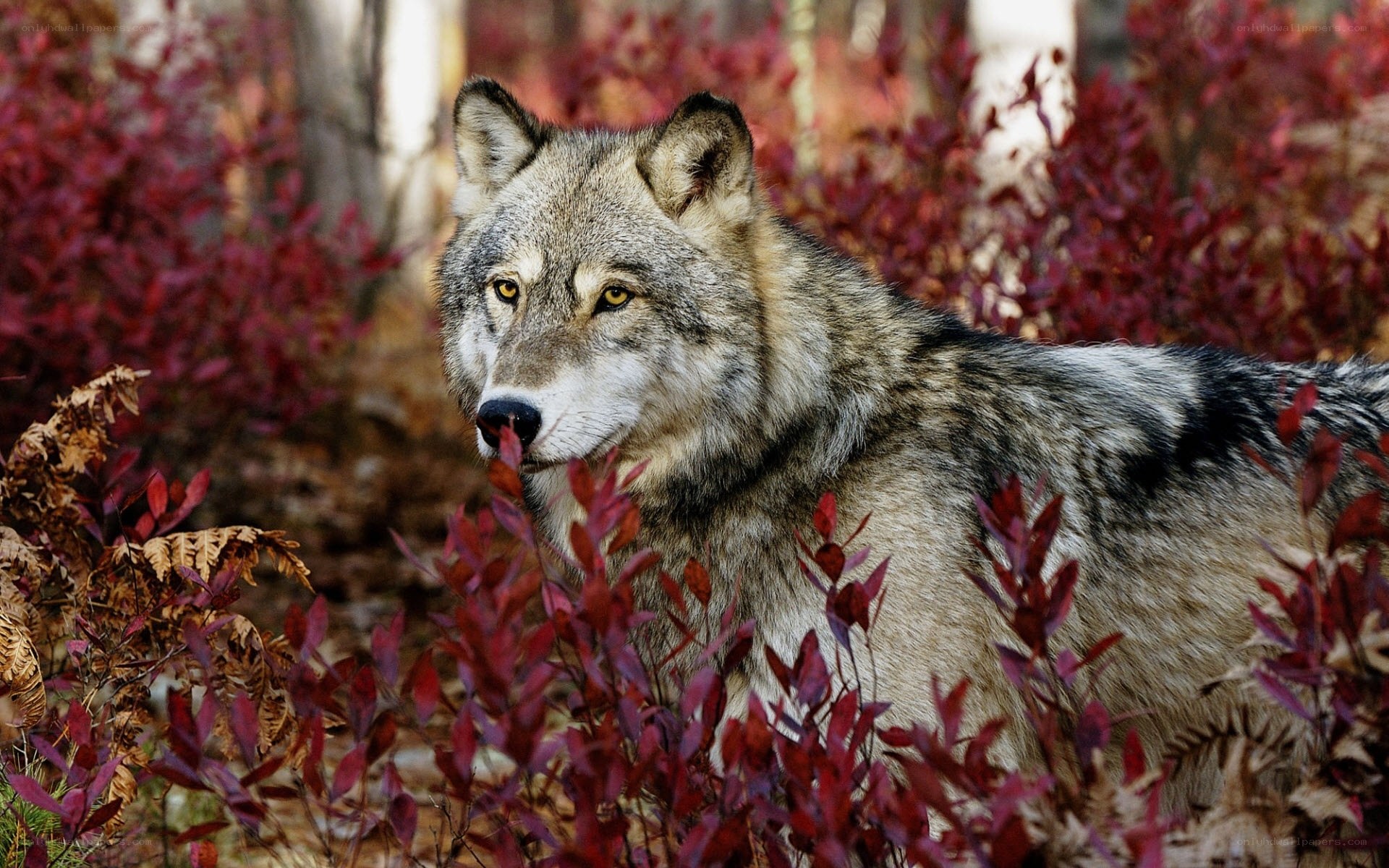 wolf in autumn foliage