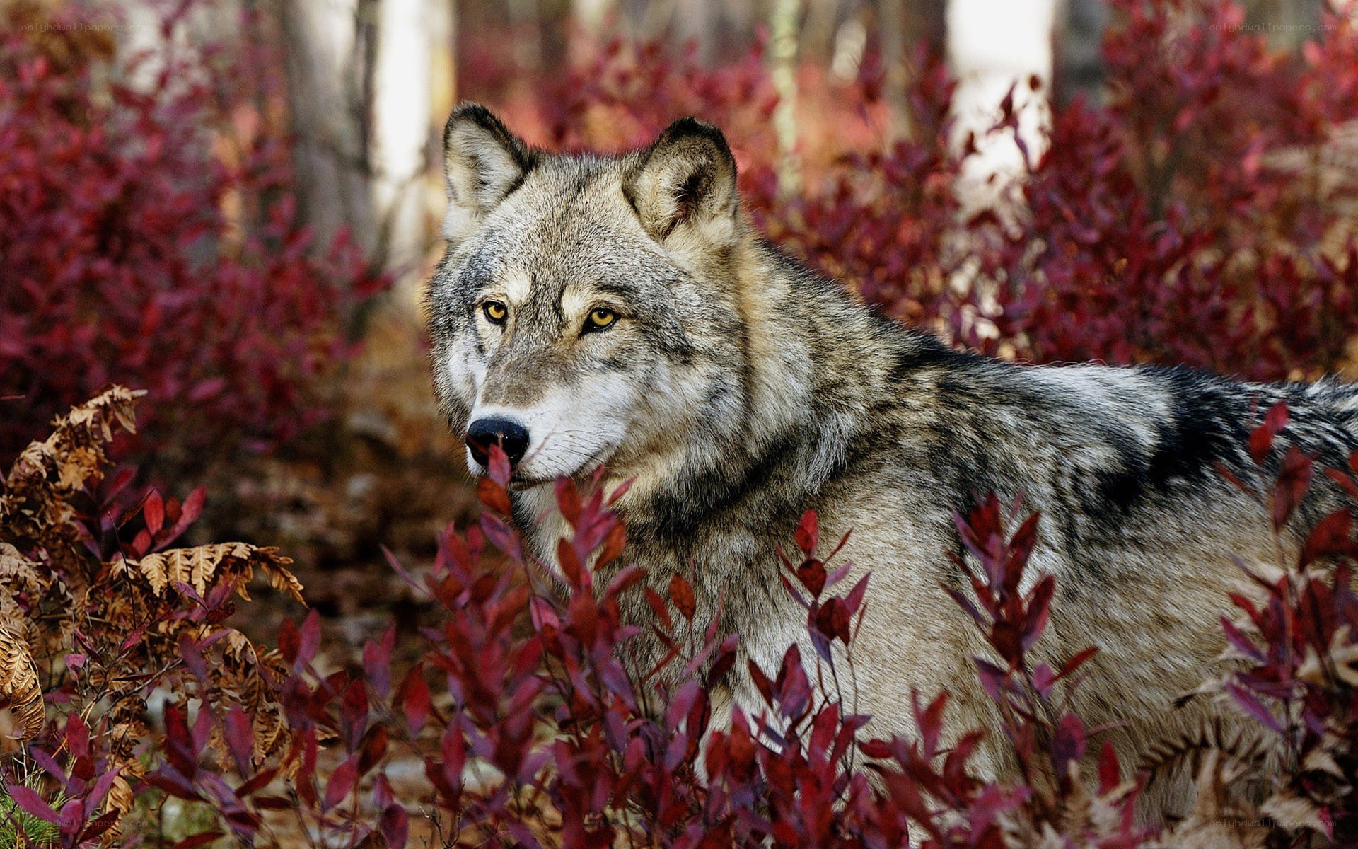 wolf in autumn foliage