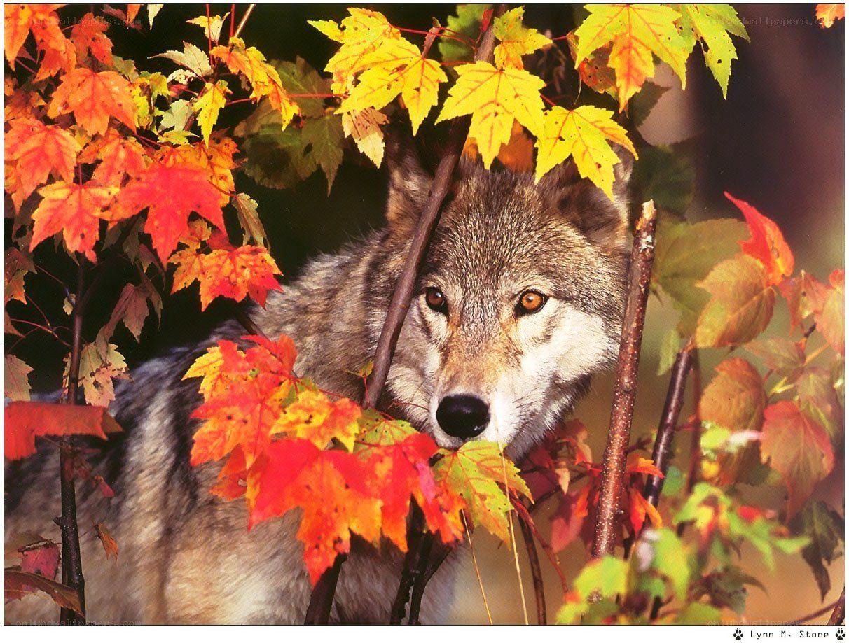 wolf in autumn foliage
